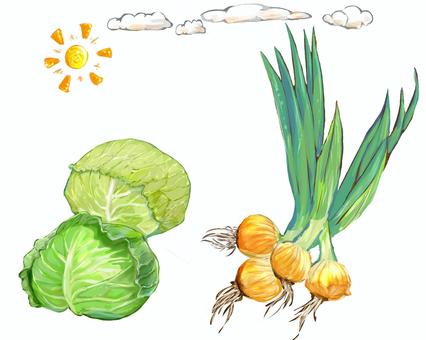 春のキャベツとタマネギ 野菜,キャベツ,タマネギ,太陽,雲のイラスト素材