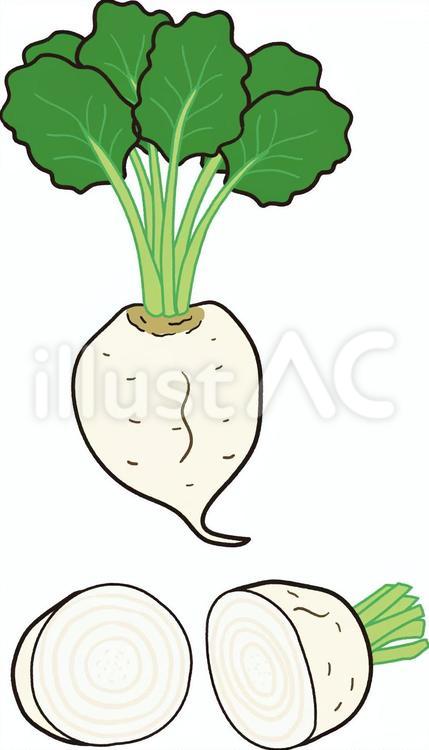 てん菜・断面 甜菜,てんさい,砂糖大根のイラスト素材