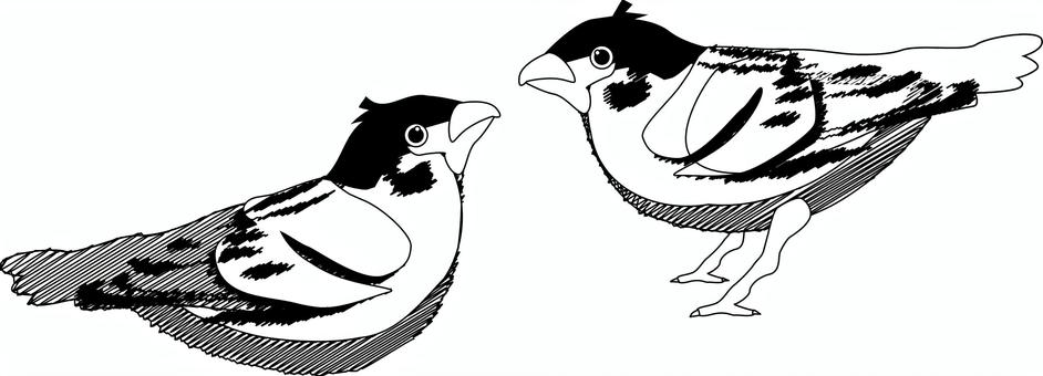 雀-白黒 雀,小鳥,野鳥,かわいい,羽,横向き,2匹,白黒のイラスト素材