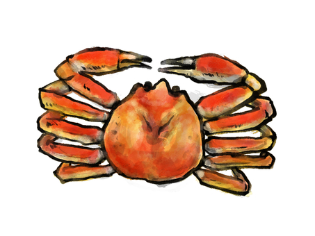 カニ蟹カラー水彩イラスト 蟹,かに,松葉蟹,ズワイガニ,海鮮,甲殻類,和風,墨,筆,手描きのイラスト素材