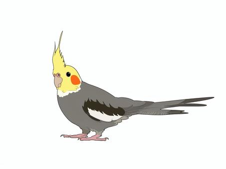 オカメインコノーマル オカメインコノーマル 鳥,インコ,かわいい,手乗り,ペット,オカメインコ,ノーマル,並,癒やし,フリーのイラスト素材