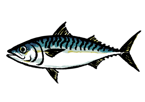 筆描きの鯖イラスト 筆,墨,手描き,魚,鯖,さば,漁業,生き物,寿司,青魚のイラスト素材