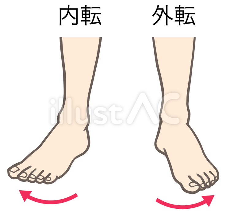 足関節の運動、内転、外転 足,関節,内転のイラスト素材