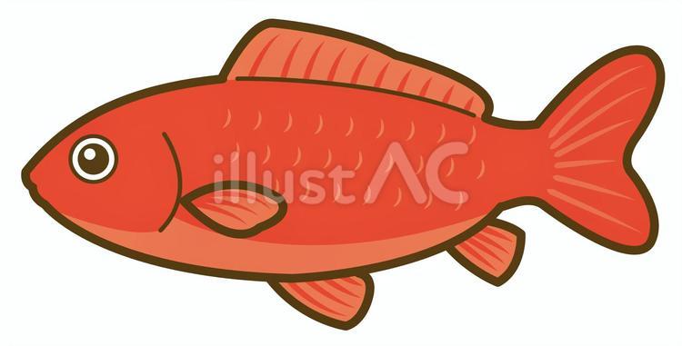 金魚（和金） 金魚,アイコン,あしらいのイラスト素材