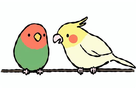 可愛いインコのカラーイラスト インコ,鳥,カラフル,可愛い,動物,ペット,手書き,キャラクター,デザイン,グラフィックのイラスト素材