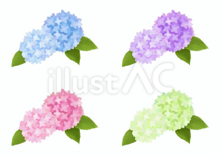 あじさいのイラスト あじさい,花,植物のイラスト素材