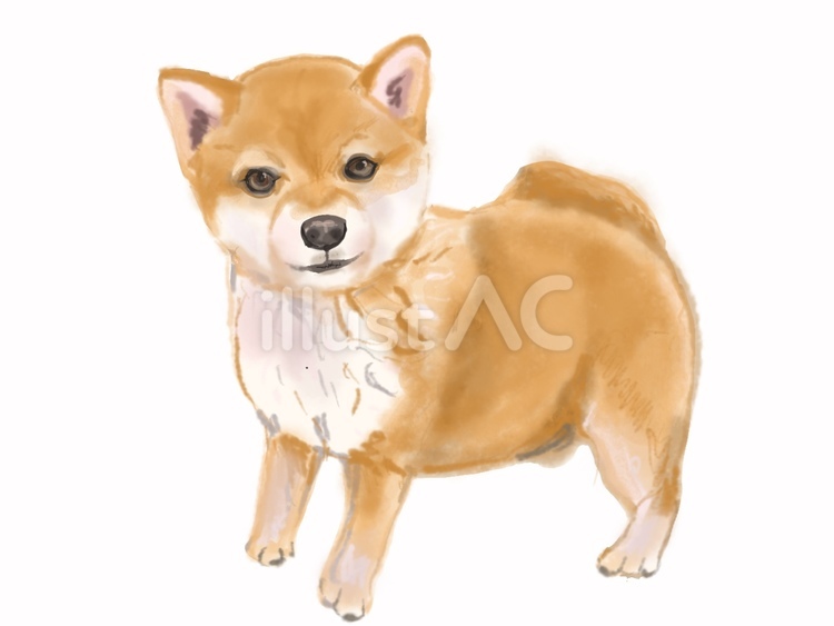 柴犬 柴犬,犬,動物のイラスト素材