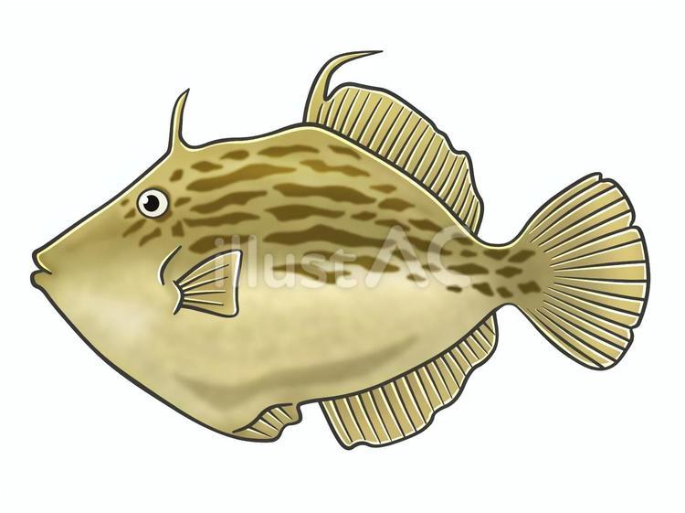 皮剥(カワハギ) 皮剥(カワハギ) カワハギ,魚,魚介類のイラスト素材