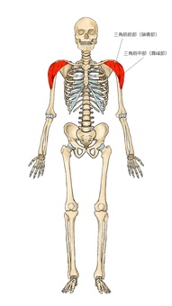 骨格と三角筋 骨格と三角筋 三角筋,肩,筋,筋肉,ガイコツ,解剖,骨,モデル,骨格,解剖学のイラスト素材