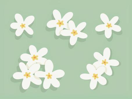 Illustration, plumeria, flower, petal, 