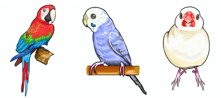 鳥3種セット 鳥3種セット ベニコンゴウインコ,セキセイインコ,白文鳥,ペット,セット,可愛いのイラスト素材
