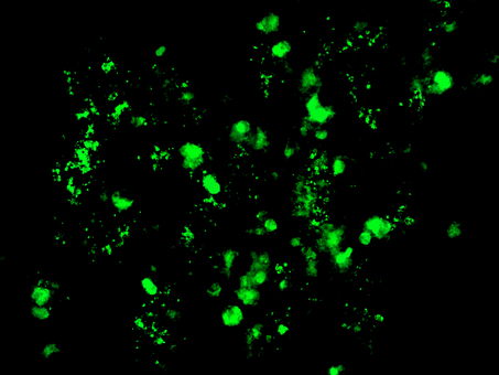 スプラッシュ背景　透過あり 背景,スプラッシュ,キラキラ,エフェクト,綺麗,壁紙,煌めき,華やか,飛沫,パーティクルのイラスト素材