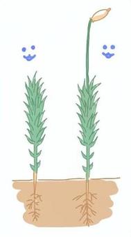 スギゴケ 中学理科,理科,コケ,コケ植物,スギゴケのイラスト素材