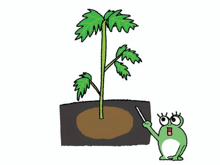 Illustration, মাল্টি আসন, হোম গার্ডেন, মাটি, 