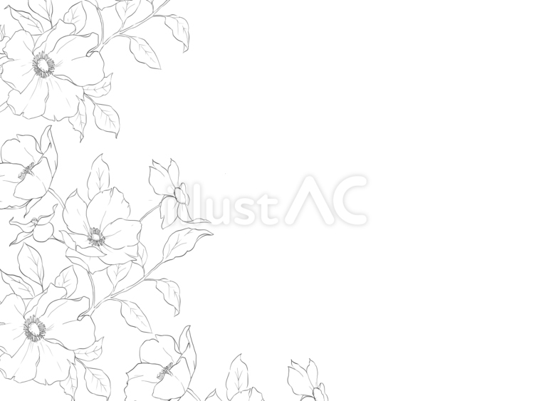線画の美しいアネモネフレーム 花,アネモネ,手描きのイラスト素材