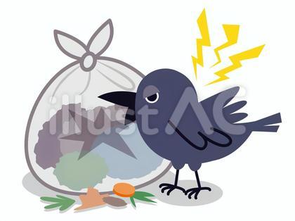 ゴミをあさるカラス