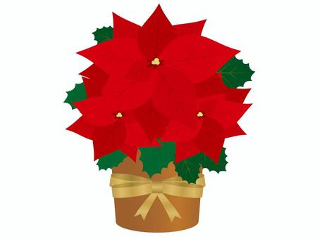 Illustration, poinsettia, christmas, ribbon, 