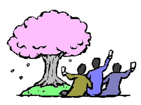 Illustration, JPG and PNG Illustration, cherry blossoms, cherry-blossom viewing, cherry-blossom viewing, JPG and PNG