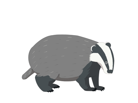 ヨーロッパアナグマ（右向き・主線なし） ヨーロッパアナグマ,アナグマ,ヨーロッパ,動物,右向き,主線なしのイラスト素材