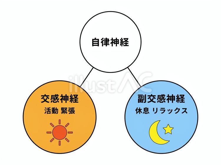 自律神経（交感神経・副交感神経） 自律神経,交感神経,副交感神経のイラスト素材