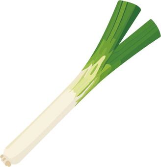 みずみずしい長ネギ 長ネギ,葱,野菜,食材,薬味,香味,青物,農産物,収穫,旬のイラスト素材