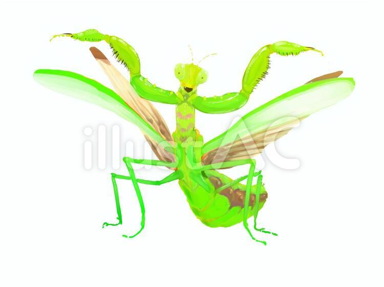 染色絵画　カマキリ ユウレイカマキリ Ⅰ 」 2025年制作 105×68mm 雲肌麻紙 墨 水干