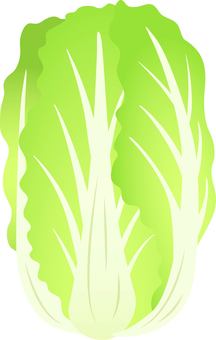 白菜 白菜 白菜,野菜,冬,農業,農家,旬,冬野菜,新鮮,葉物,自然のイラスト素材