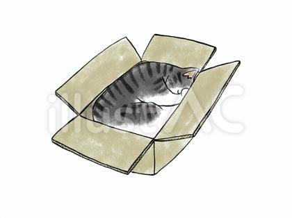 ねこ 段ボール箱で寝る 2 サバトラ