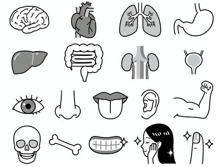 Illustration, internal organs, body, black and white, 