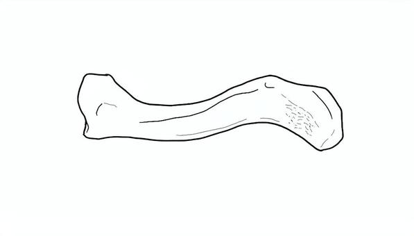 鎖骨（右）背面 骨格,骨,鎖骨,人体,人,ひと,医療,看護,パーツ,学習用のイラスト素材