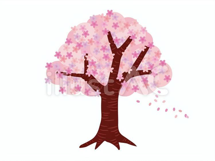 桜 桜,春,花のイラスト素材