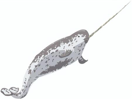 イッカク（オス） イッカク,リアル,クジラ,海洋生物,動物,生き物,哺乳類,海,北極のイラスト素材