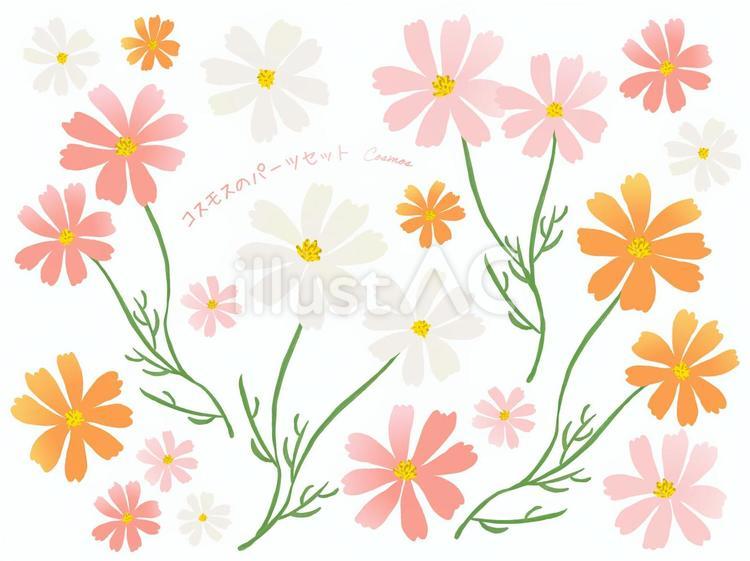 コスモスリアルイラスト 無料イラストなら イラストac