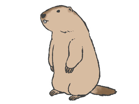 マーモット　棒立ち マーモット,かわいい,手書き,直立,起立,立っている,シンプルのイラスト素材