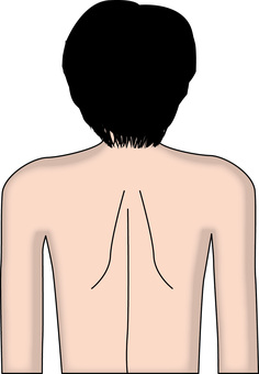背中肩甲骨　 背中,肩甲骨,後ろ姿,上半身,人物,後頭部,線画のイラスト素材