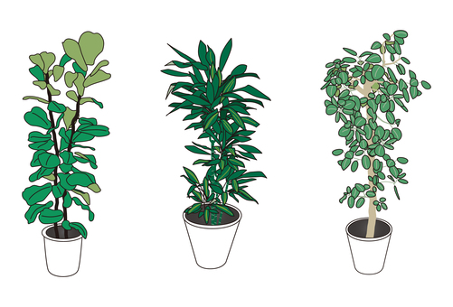 オフィスに置いてある観葉植物 観葉植物,グリーン,植物,植木鉢,鉢植え,葉,木,室内装飾,樹木,インテリアのイラスト素材