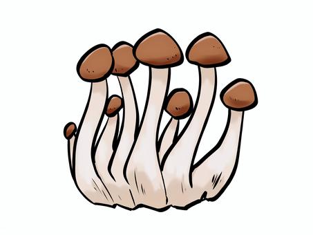 筆 ぶなしめじ キノコ ぶなしめじ,シメジ,筆,きのこ,生しいたけ,食料,農業,農家,農作物,収穫のイラスト素材