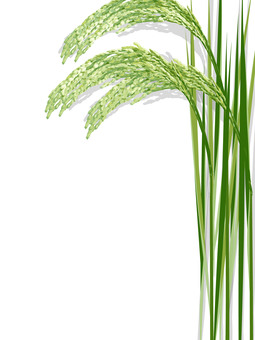 青々した緑の稲穂　影あり　ine008 稲穂,青々,リアル,緑,お米,ナチュラル,お洒落,自然,植物,大人っぽいのイラスト素材