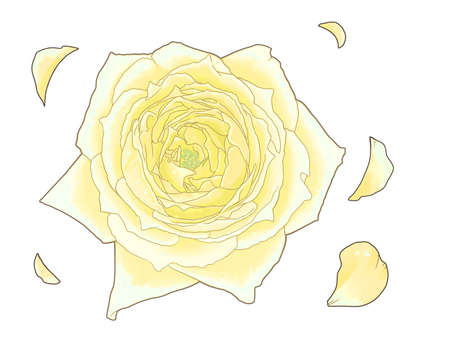 黄色いバラ 花,バラ,薔薇,花びら,植物,装飾,シンプル,アイコン,素材,黄色のイラスト素材