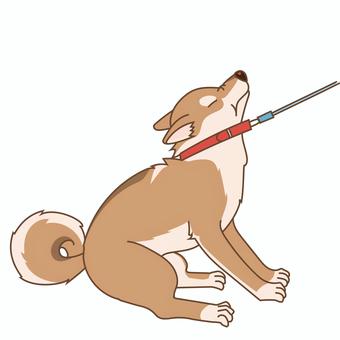 リードを引っ張って後退りする柴犬 犬,ペット,柴犬,手描き,横向,かわいい,アクション,アニマル,挿絵,線ありのイラスト素材