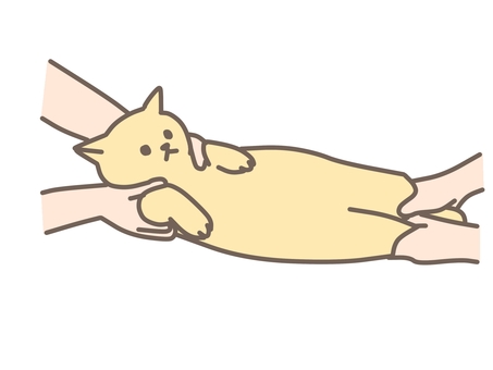 保定されて固まる猫 動物,ペット,犬,猫,獣医,獣医師,治療,動物病院,かわいいのイラスト素材