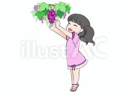 ぶどう狩り、ぶどうの収穫をする女の子