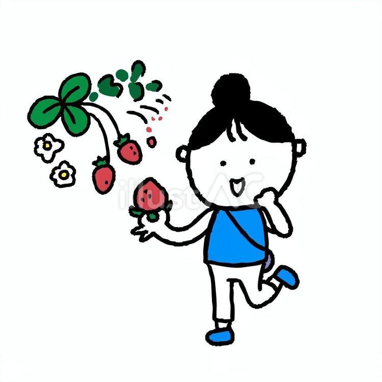 いちご狩りをする女性 いちご狩り,女性,レジャーのイラスト素材