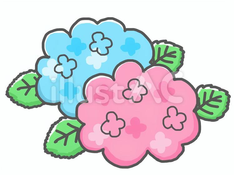 アジサイ アジサイ,6月,梅雨のイラスト素材
