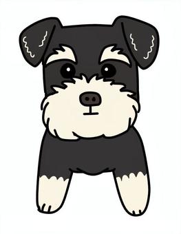 ミニチュアシュナウザーブラックシルバー 犬,動物,ペット,かわいい,デフォルメ,わんこ,キャラクター,毛色,手描き,ミニチュアシュナウザーのイラスト素材