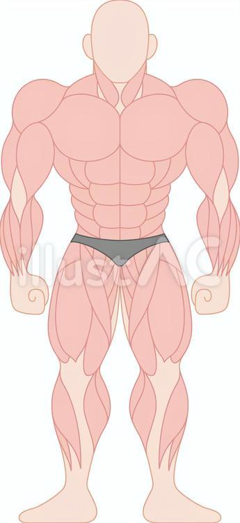 人間の筋肉の部位　種類　前面 筋肉,部位,名称のイラスト素材