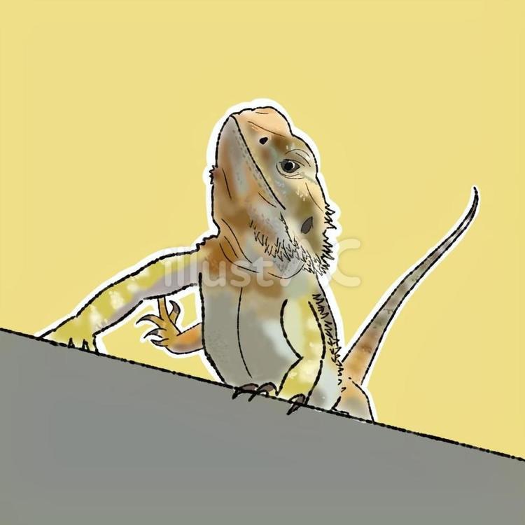 フトアゴヒゲトカゲ フトアゴヒゲトカゲ,トカゲ,爬虫類のイラスト素材