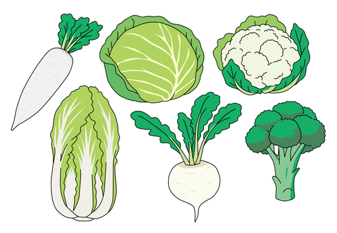 冬の野菜シリーズ6種 大根,白菜,キャベツ,カブ,ブロッコリー,カリフラワーのイラスト素材