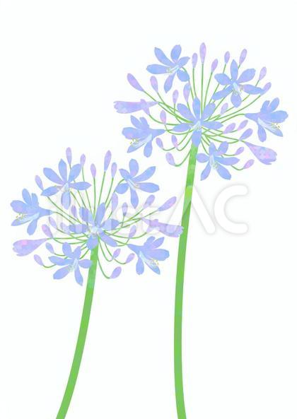 アガパンサスの花 (カラー版)