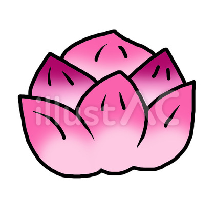 蓮